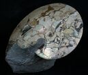 Placenticeras meeki Ammonite - Opalescent Shell #6095-1